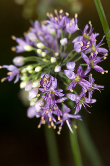 Allium stellatum