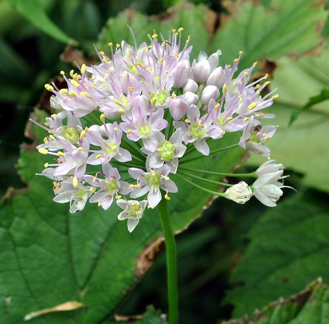 Allium stellatum