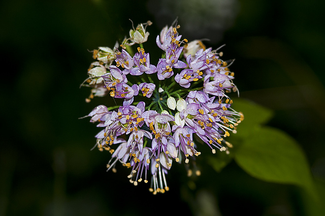 Allium stellatum