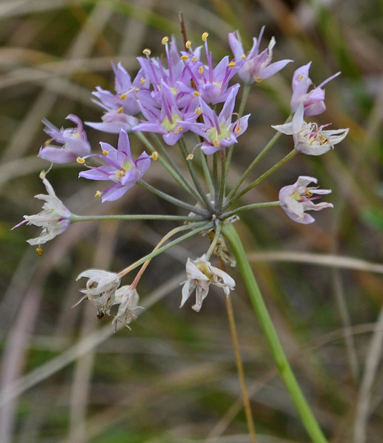 Allium stellatum