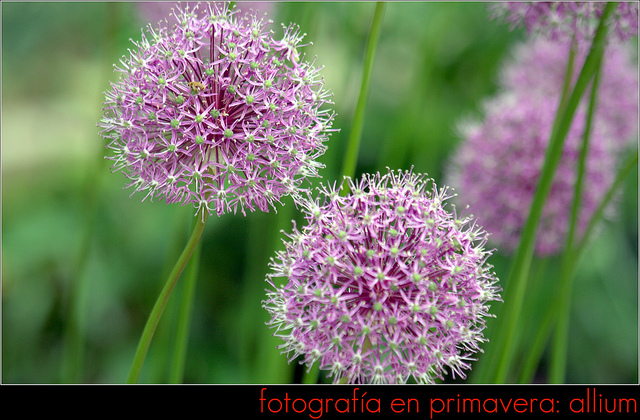 Allium stipitatum