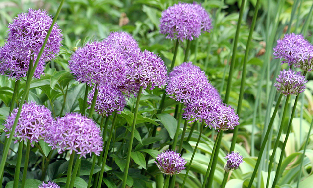 Allium stipitatum