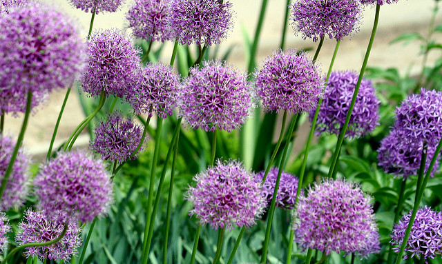 Allium stipitatum