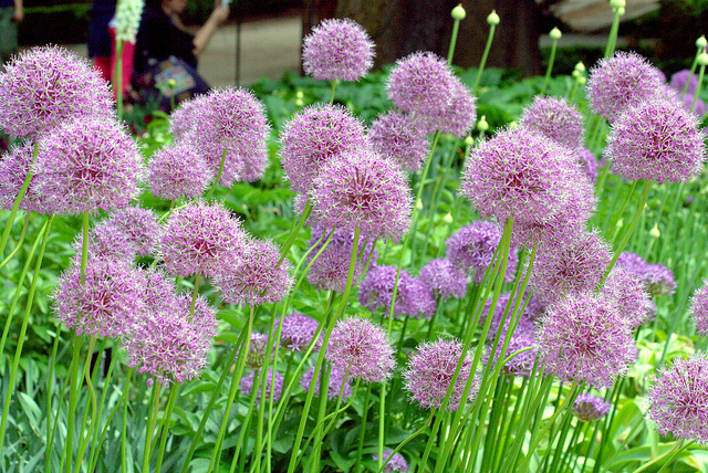 Allium stipitatum