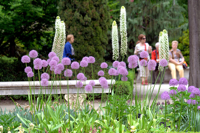 Allium stipitatum