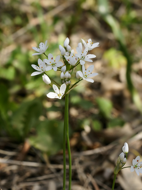 Ail cilié
