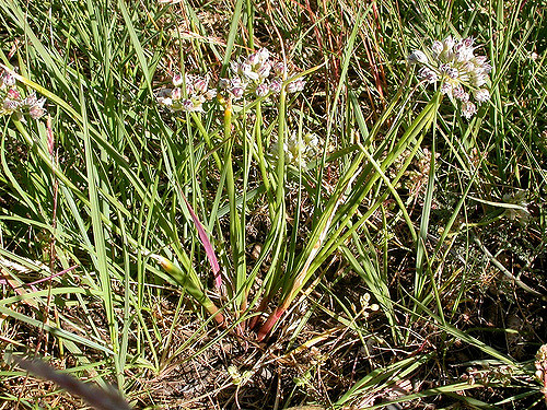 Allium textile