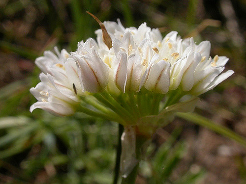 Allium textile