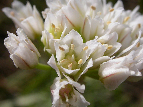 Allium textile