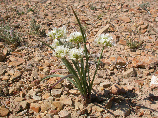 Allium textile