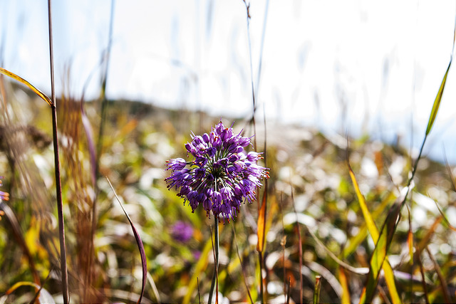 Allium thunbergii