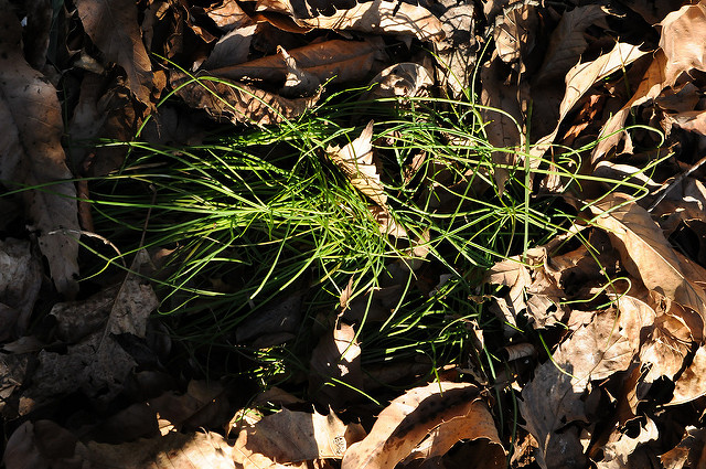 Allium thunbergii