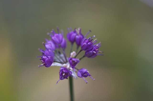 Allium thunbergii