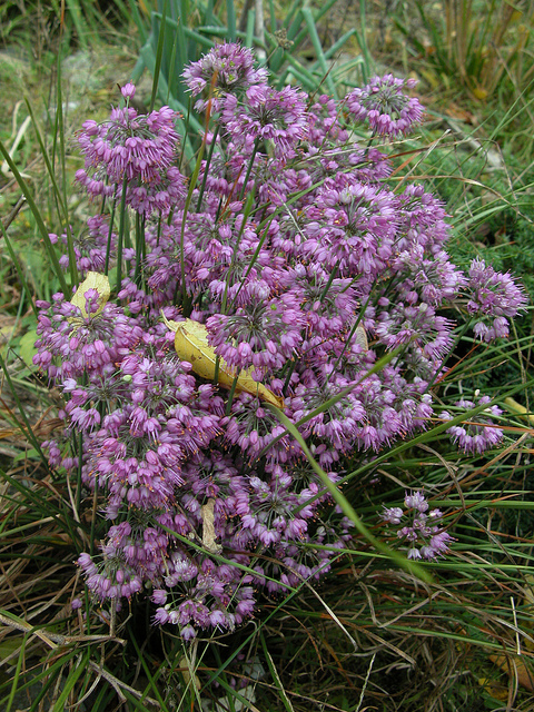 Allium thunbergii