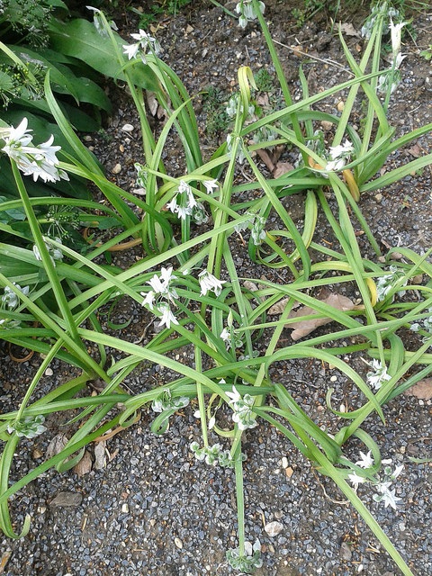 Ail à trois angles