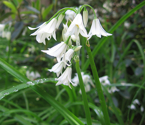 Ail à trois angles