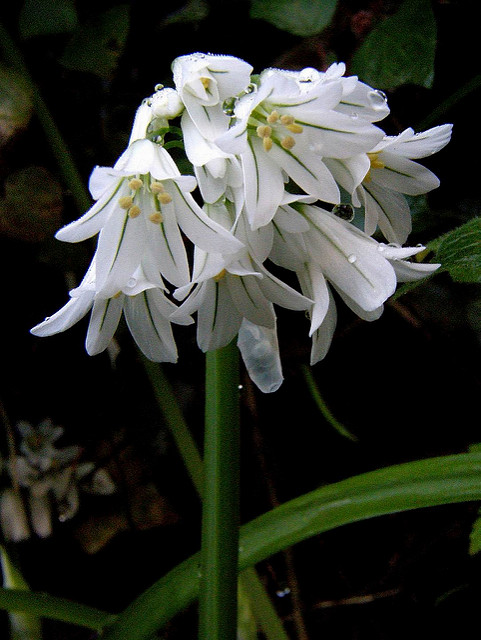 Ail à trois angles