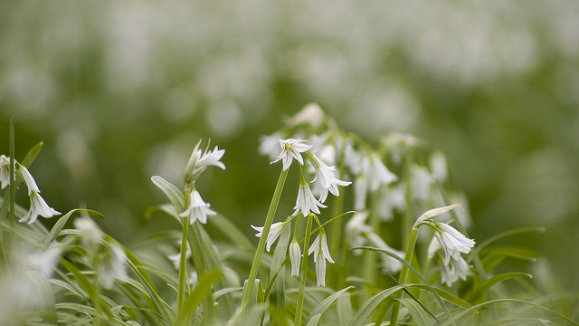 Ail à trois angles