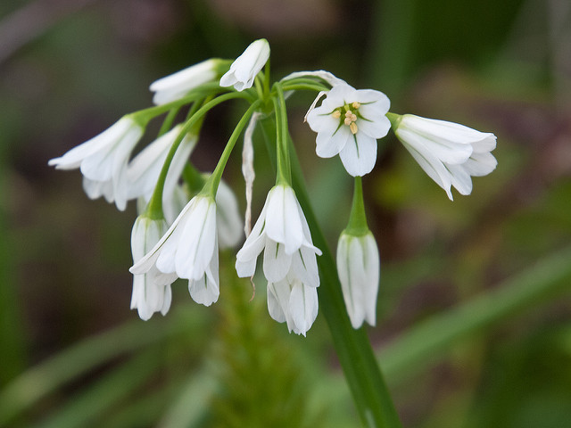 Ail à trois angles (Allium triquetrum)
