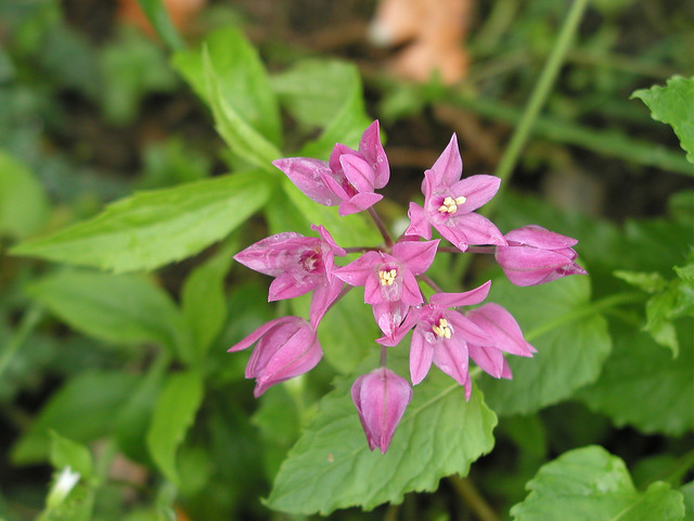 Allium unifolium