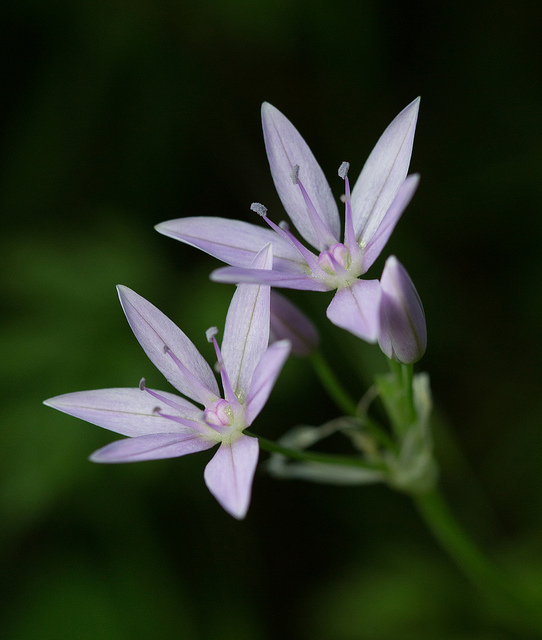 Allium unifolium