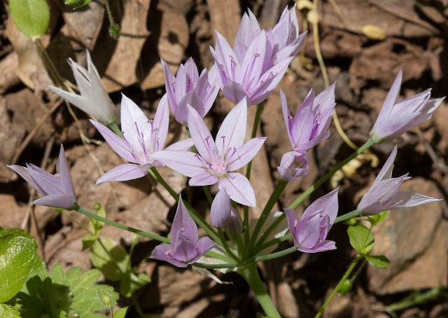 Allium unifolium