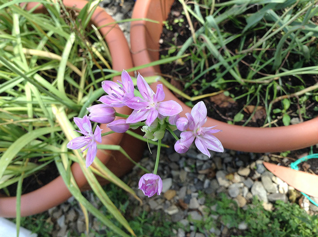 Allium unifolium