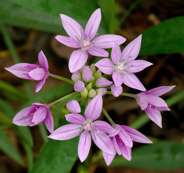 Allium unifolium