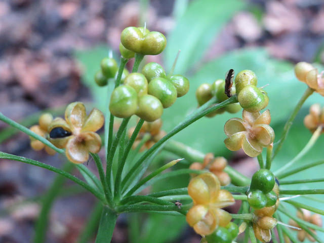 Ail des ours