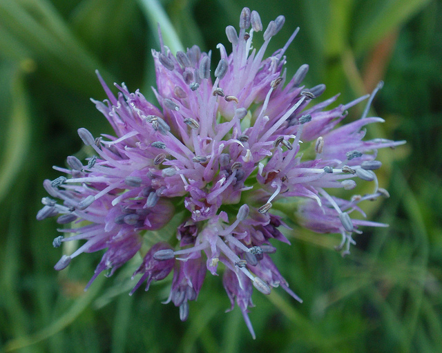 Allium validum