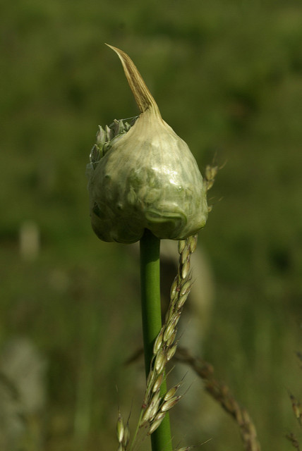 Ail des vignes