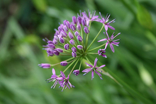 Allium wallichii