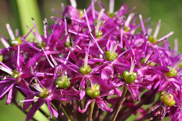 Allium wallichii
