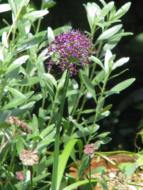 Allium wallichii