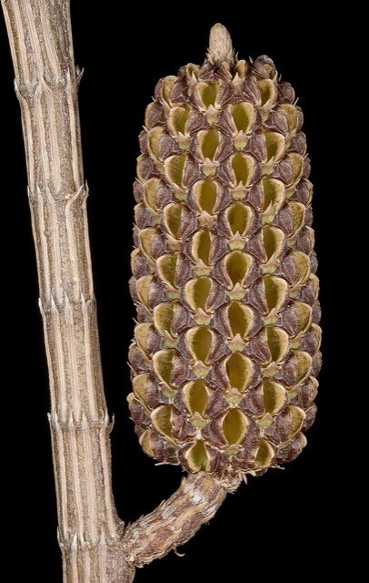 Allocasuarina lehmanniana
