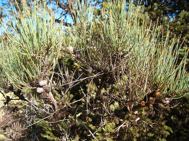 Allocasuarina lehmanniana