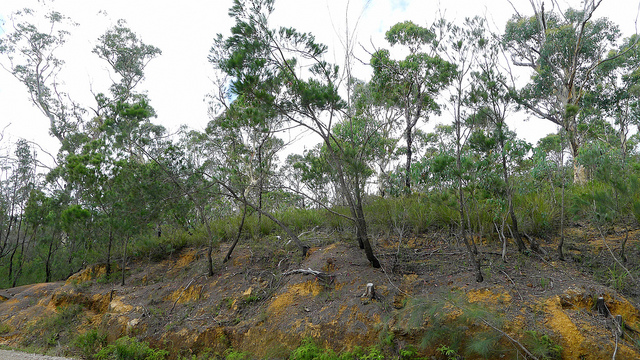 Allocasuarina littoralis