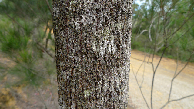 Allocasuarina littoralis