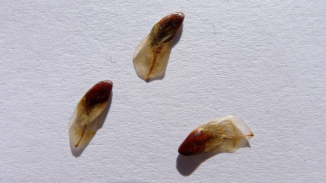 Allocasuarina littoralis
