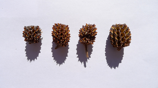 Allocasuarina littoralis