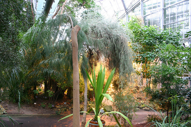 Casuarinaceae