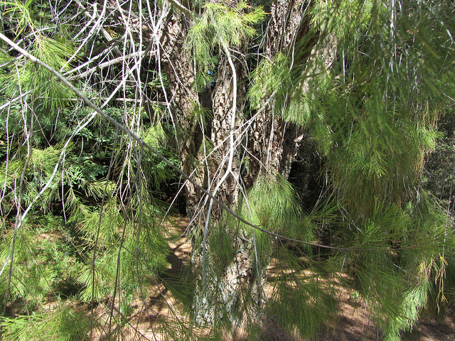 Casuarinaceae