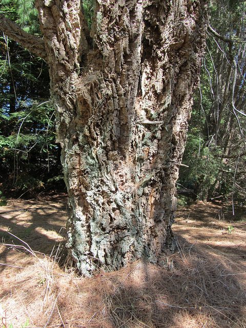 Casuarinaceae