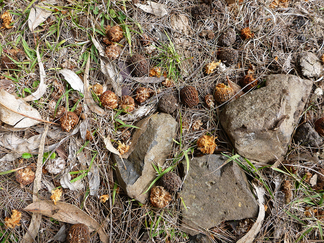 Casuarinaceae