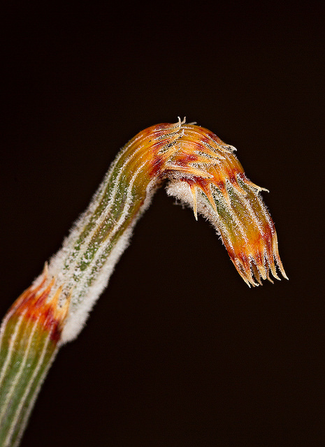 Allocasuarina verticillata