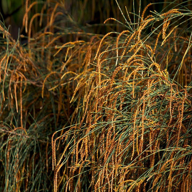 Allocasuarina verticillata