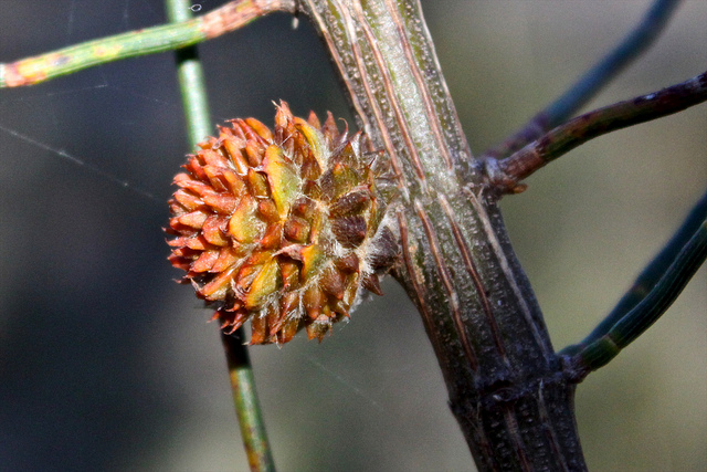 Allocasuarina verticillata
