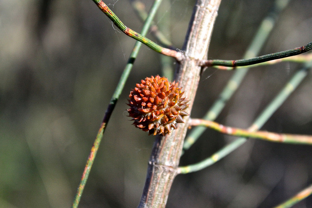 Allocasuarina verticillata