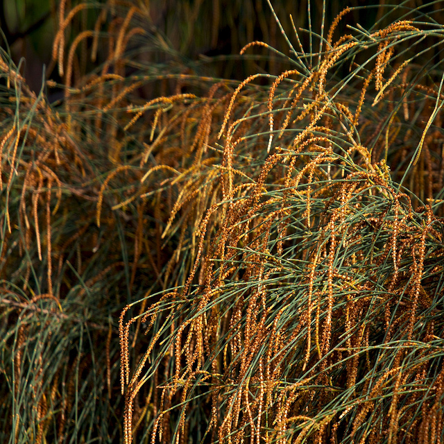 Allocasuarina verticillata