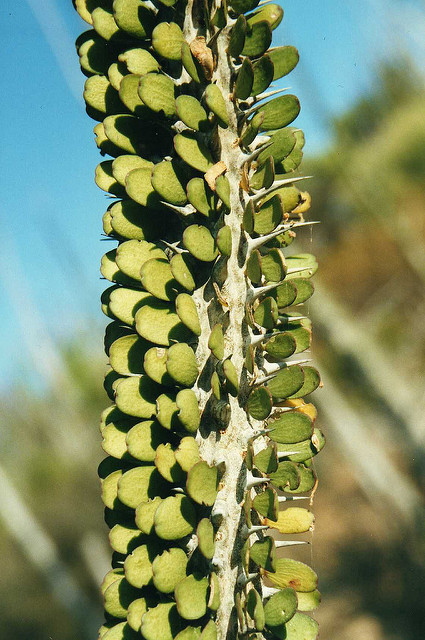 Alluaudia ascendens